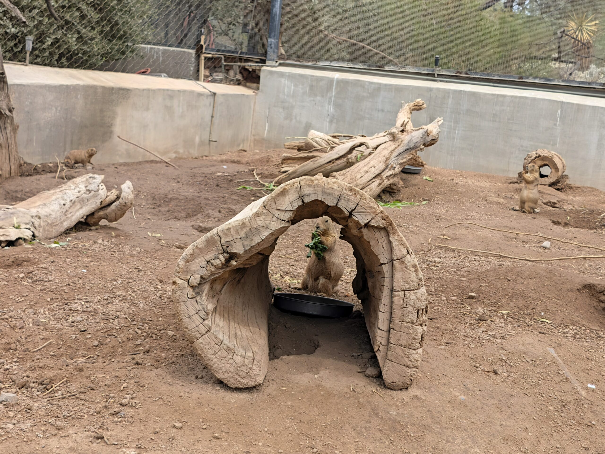 A prairie dog taken with Magic Capture on the Pixel 11.