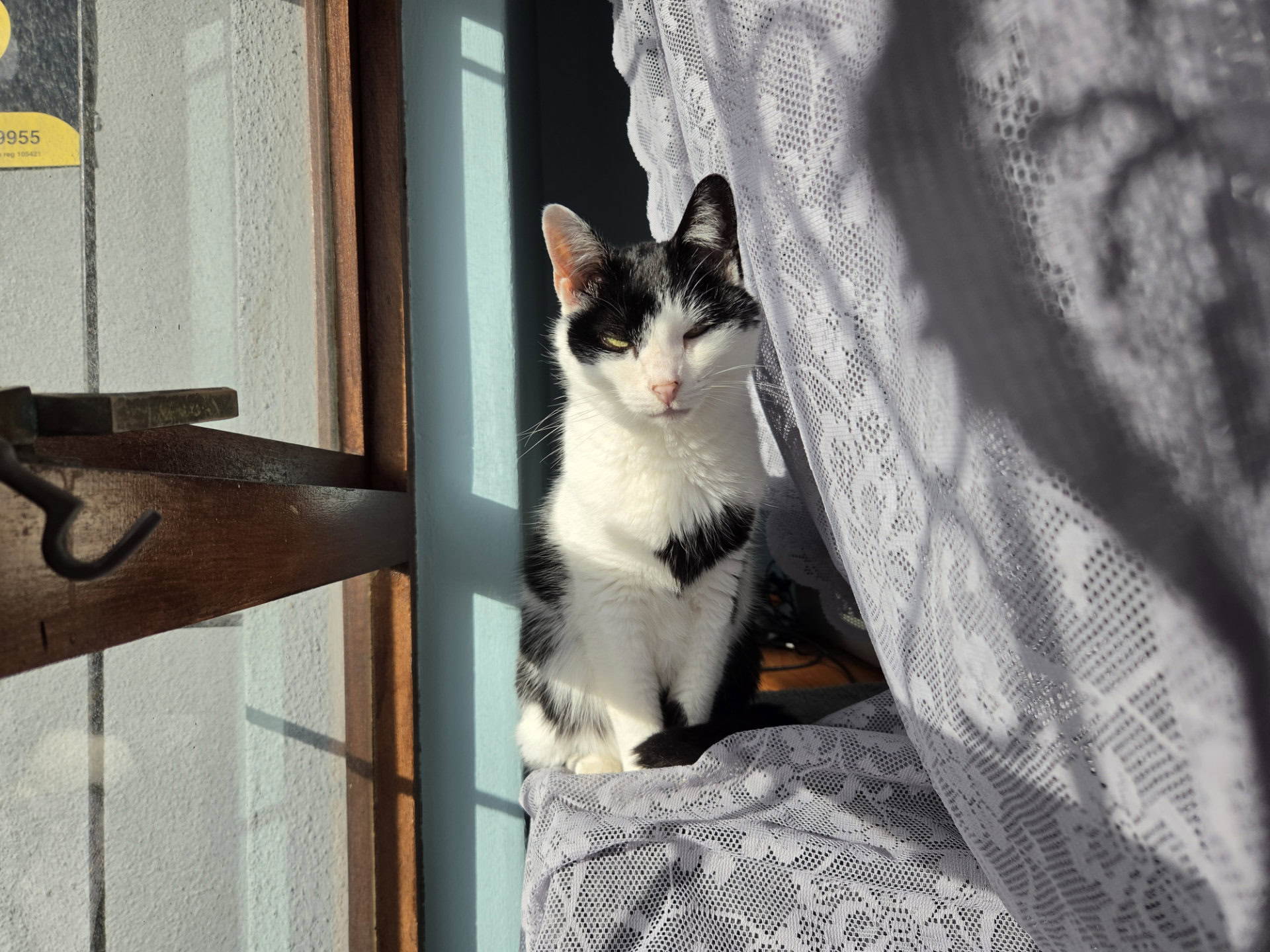 Samsung Galaxy Z Fold 8 1x black and white cat scaled
