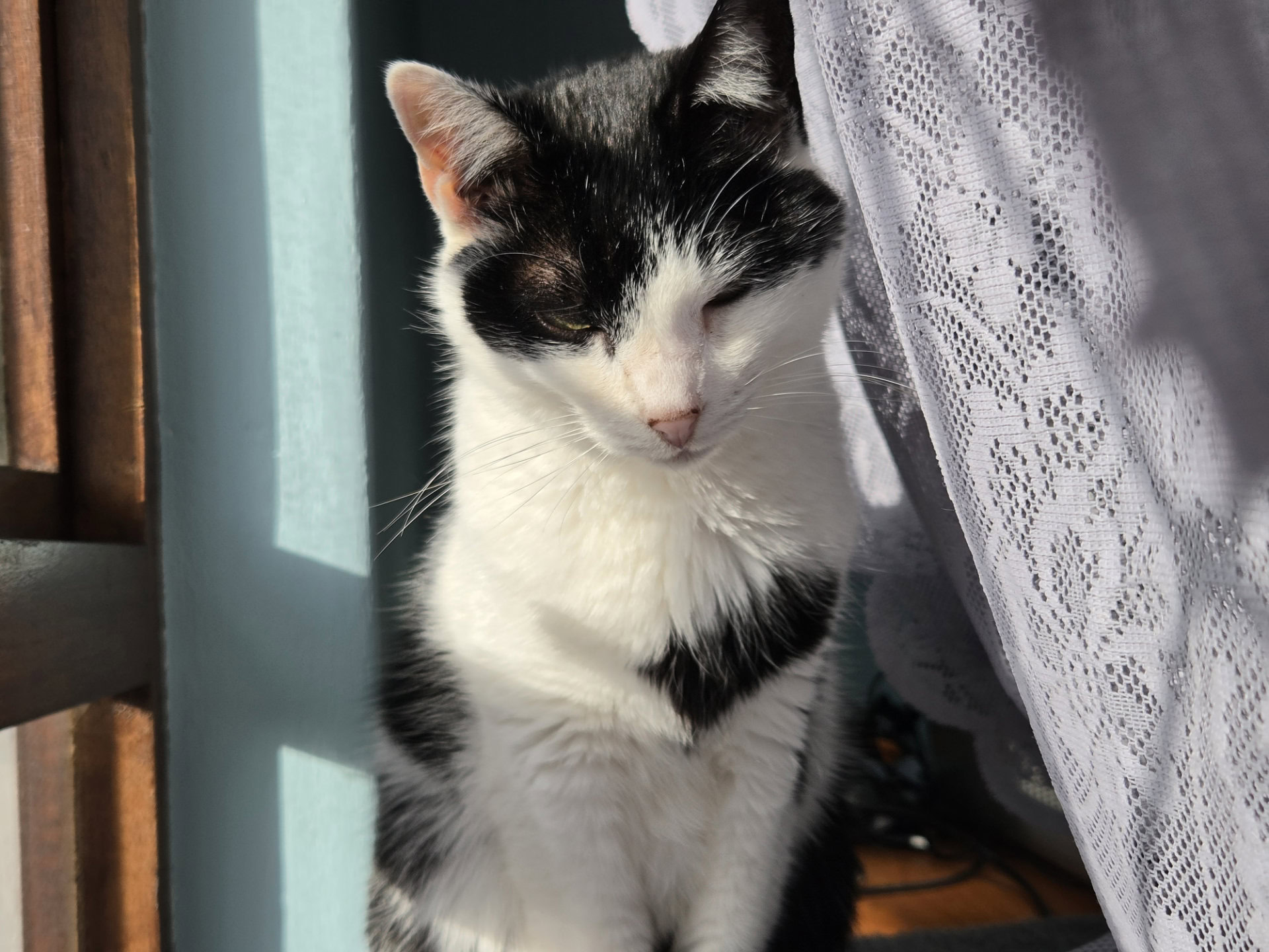Samsung Galaxy Z Fold 8 2x black and white cat scaled