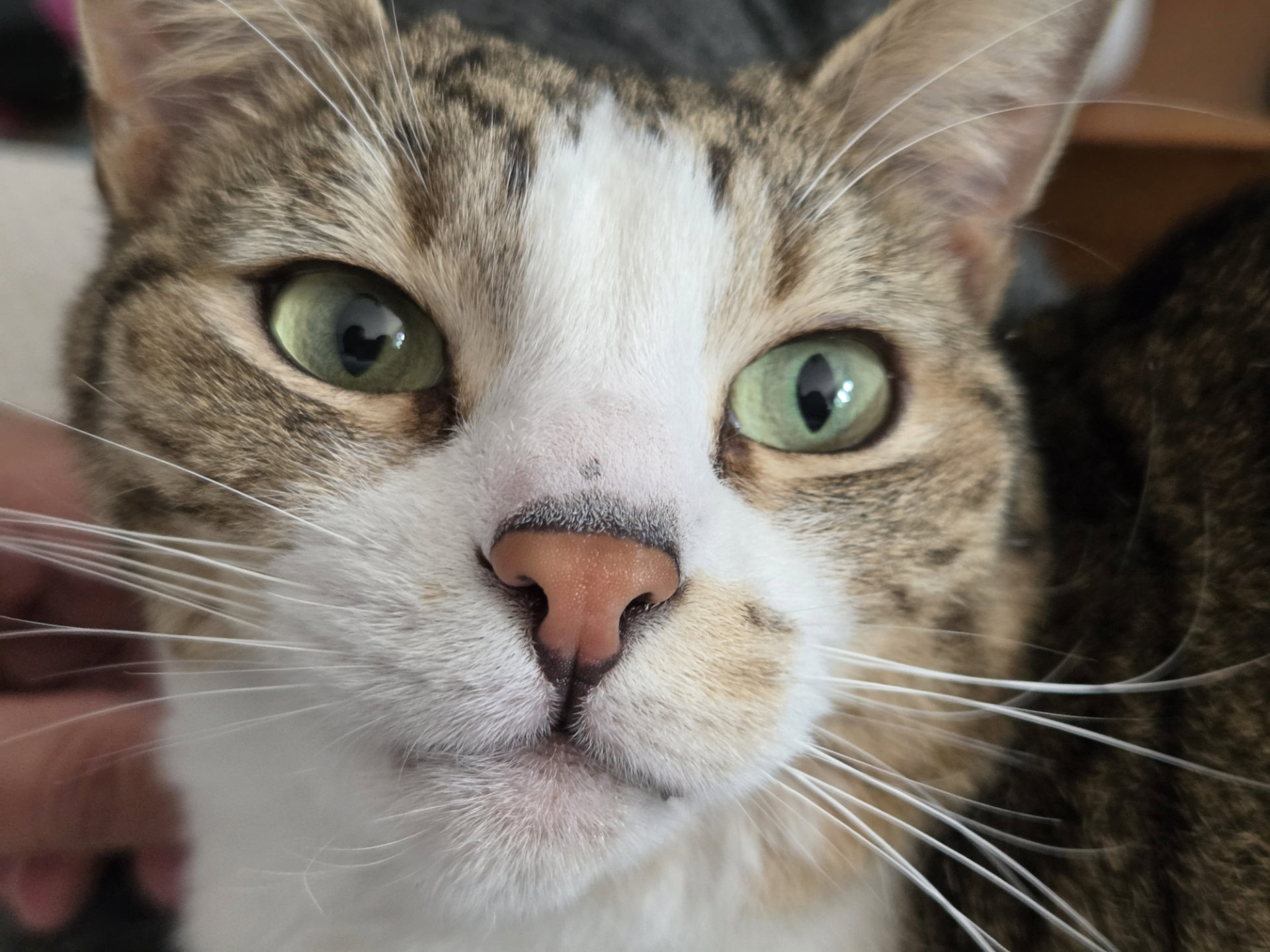 Samsung Galaxy Z Fold 8 2x calico cat scaled