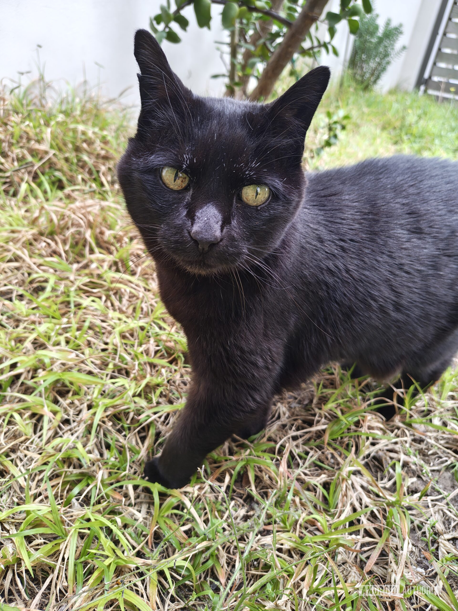 a black cat standing on grass