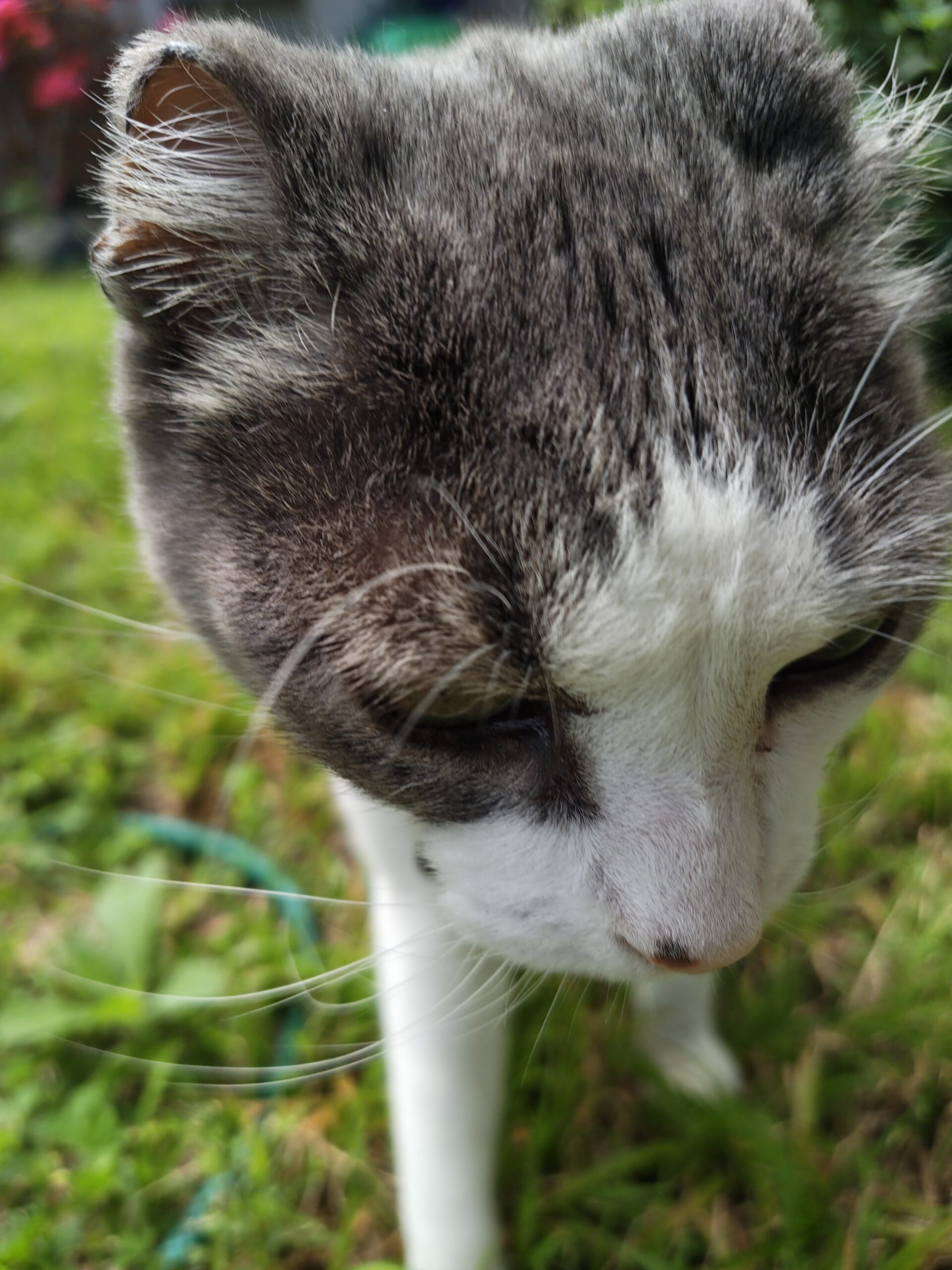 a close up of a white and tabby cat