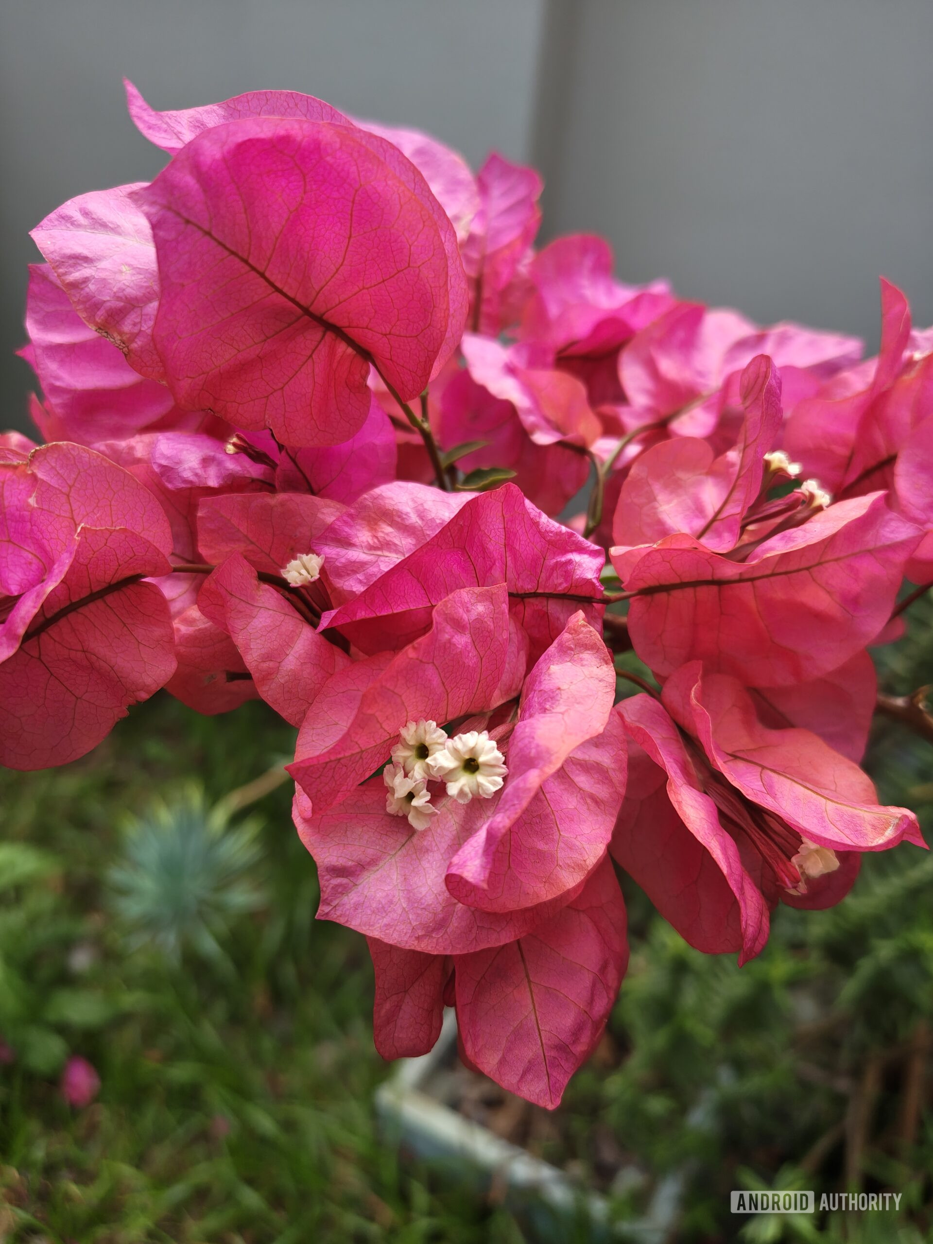 a macro shot of bougainvillea flowers