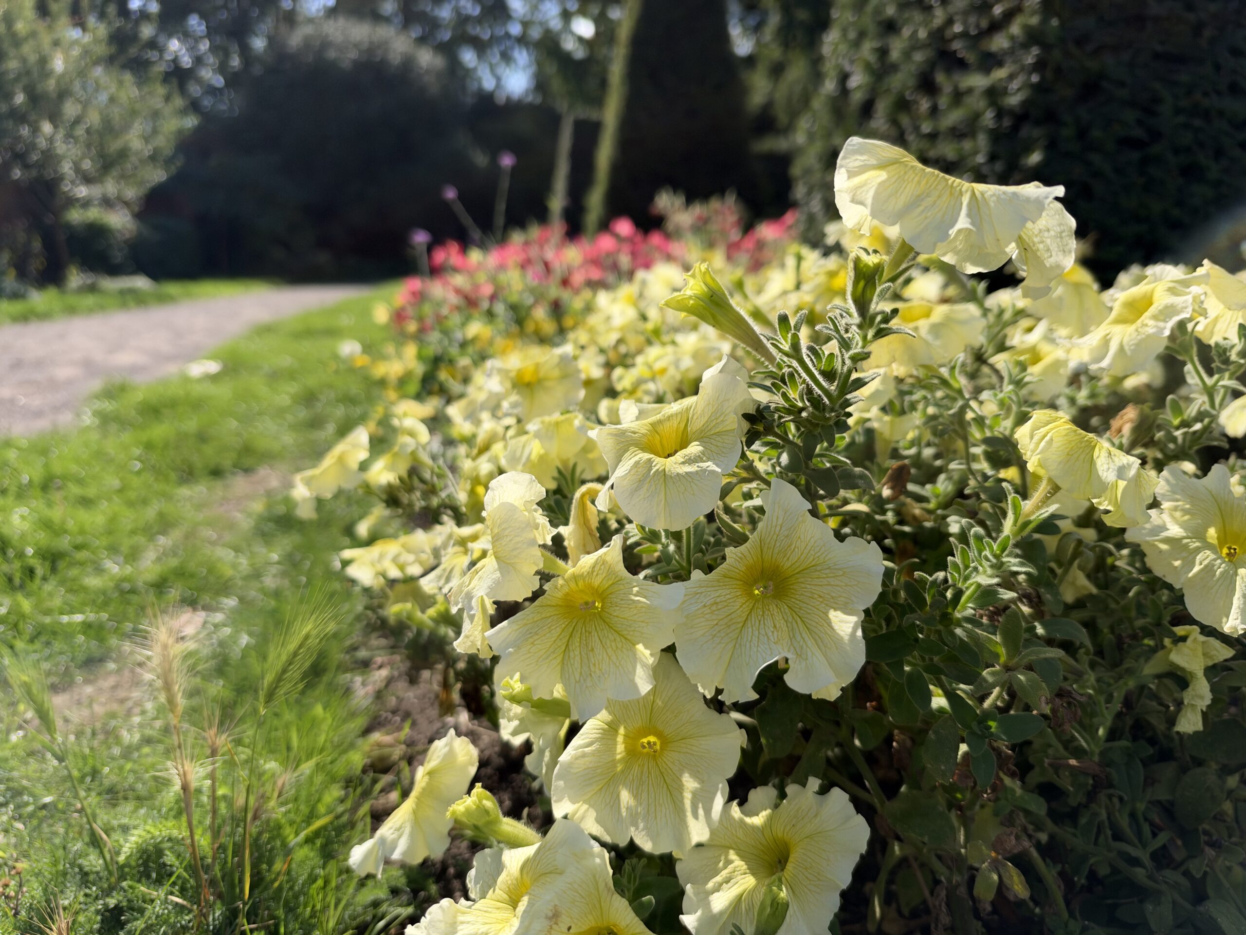 iPhone 18 Pro variable aperture sample flowers f1.48