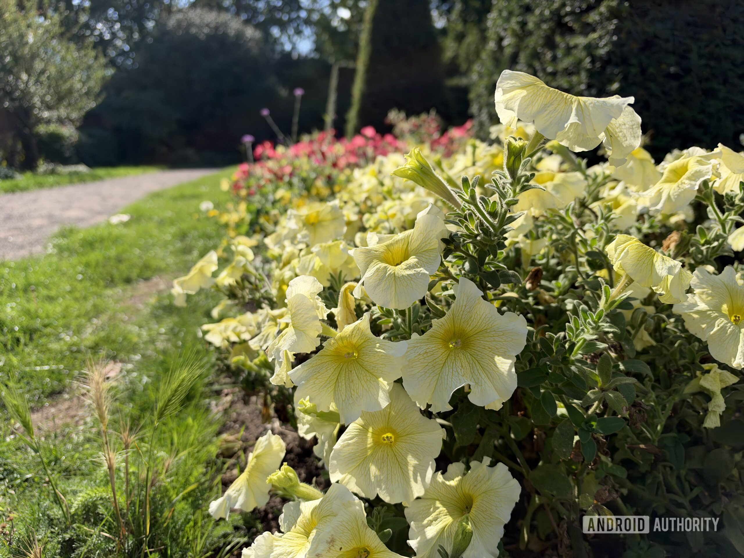 iPhone 18 Pro variable aperture sample flowers f1.8