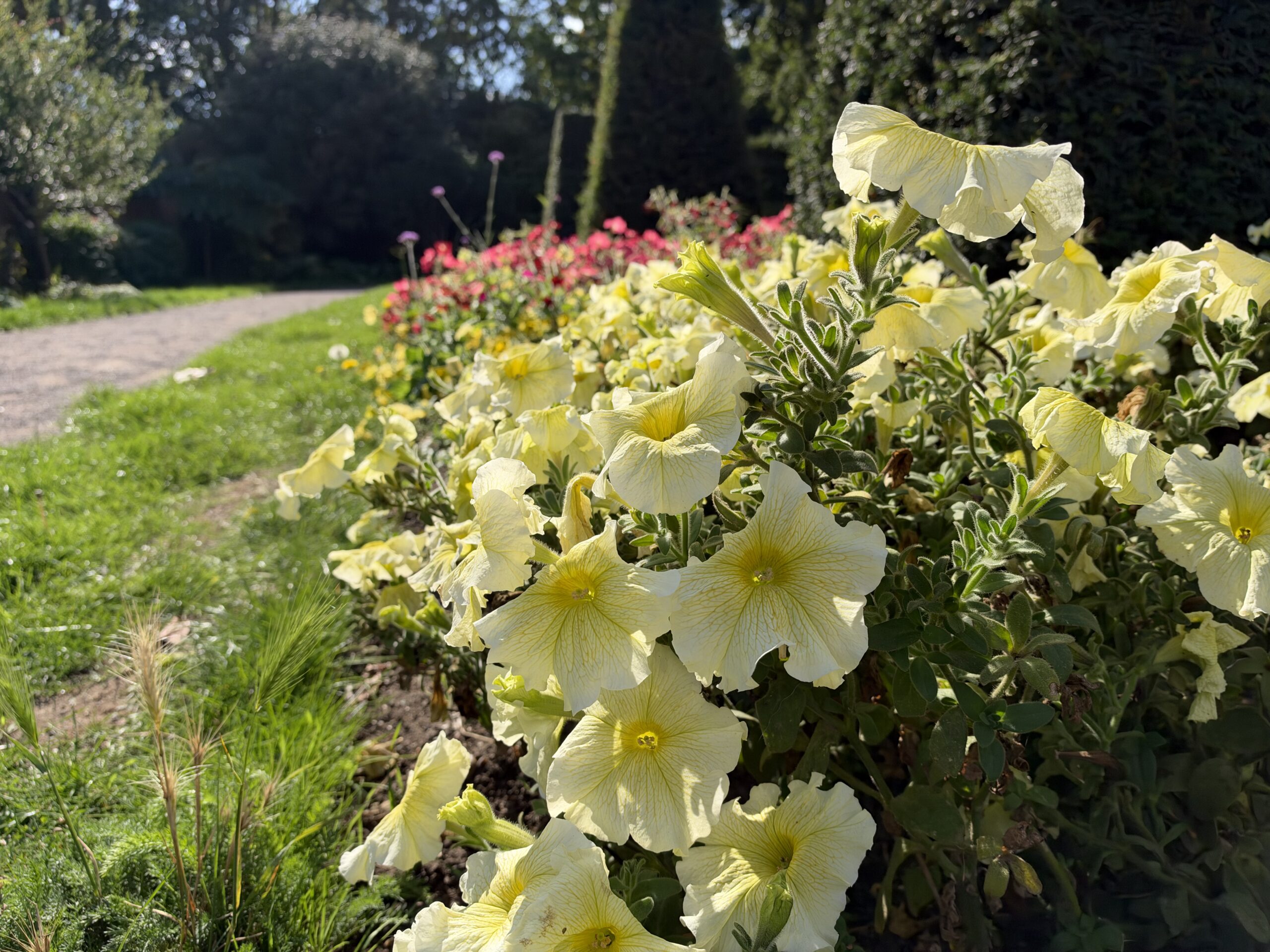 iPhone 18 Pro variable aperture sample flowers f2.8