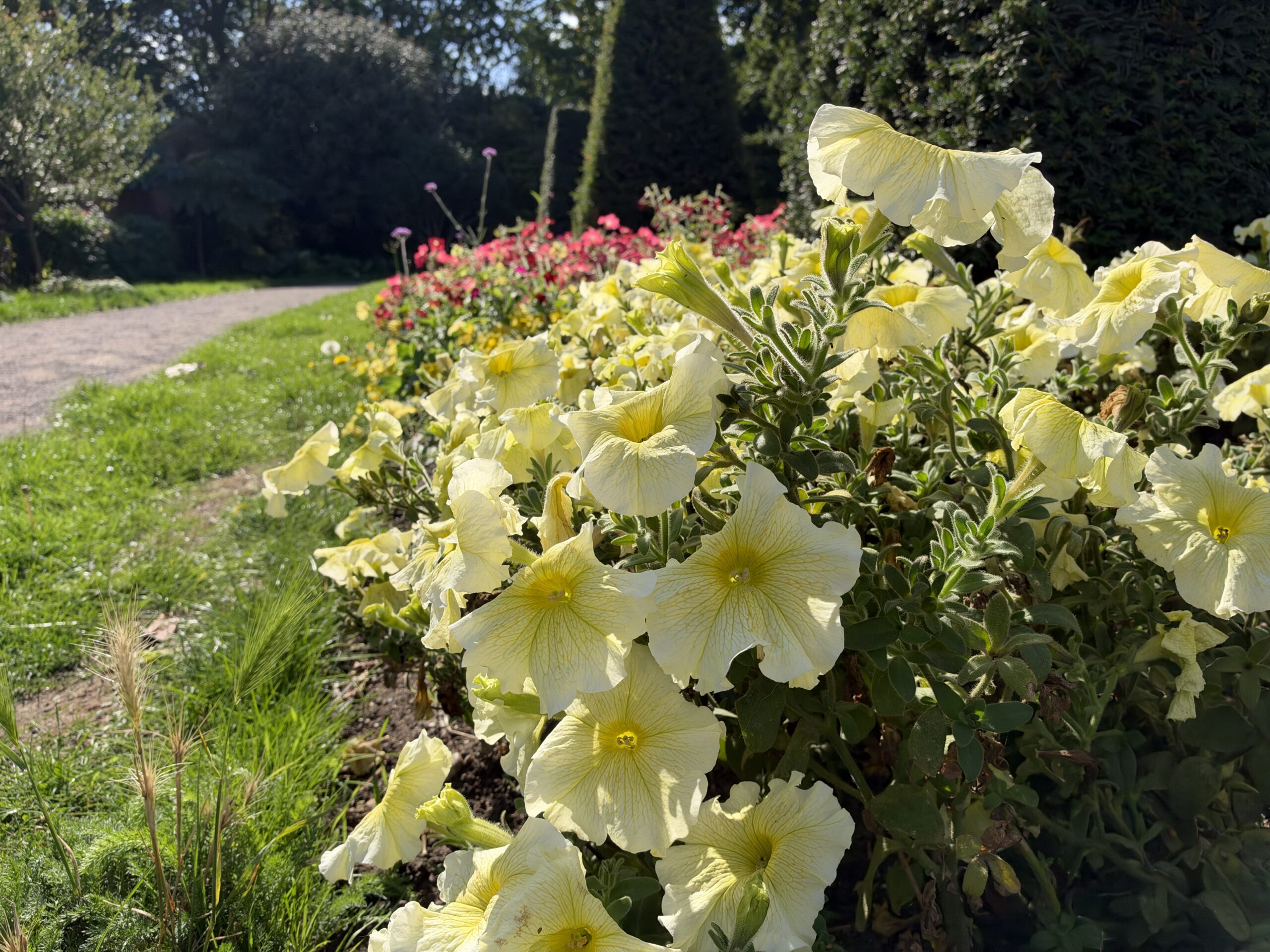 iPhone 18 Pro variable aperture sample flowers f4