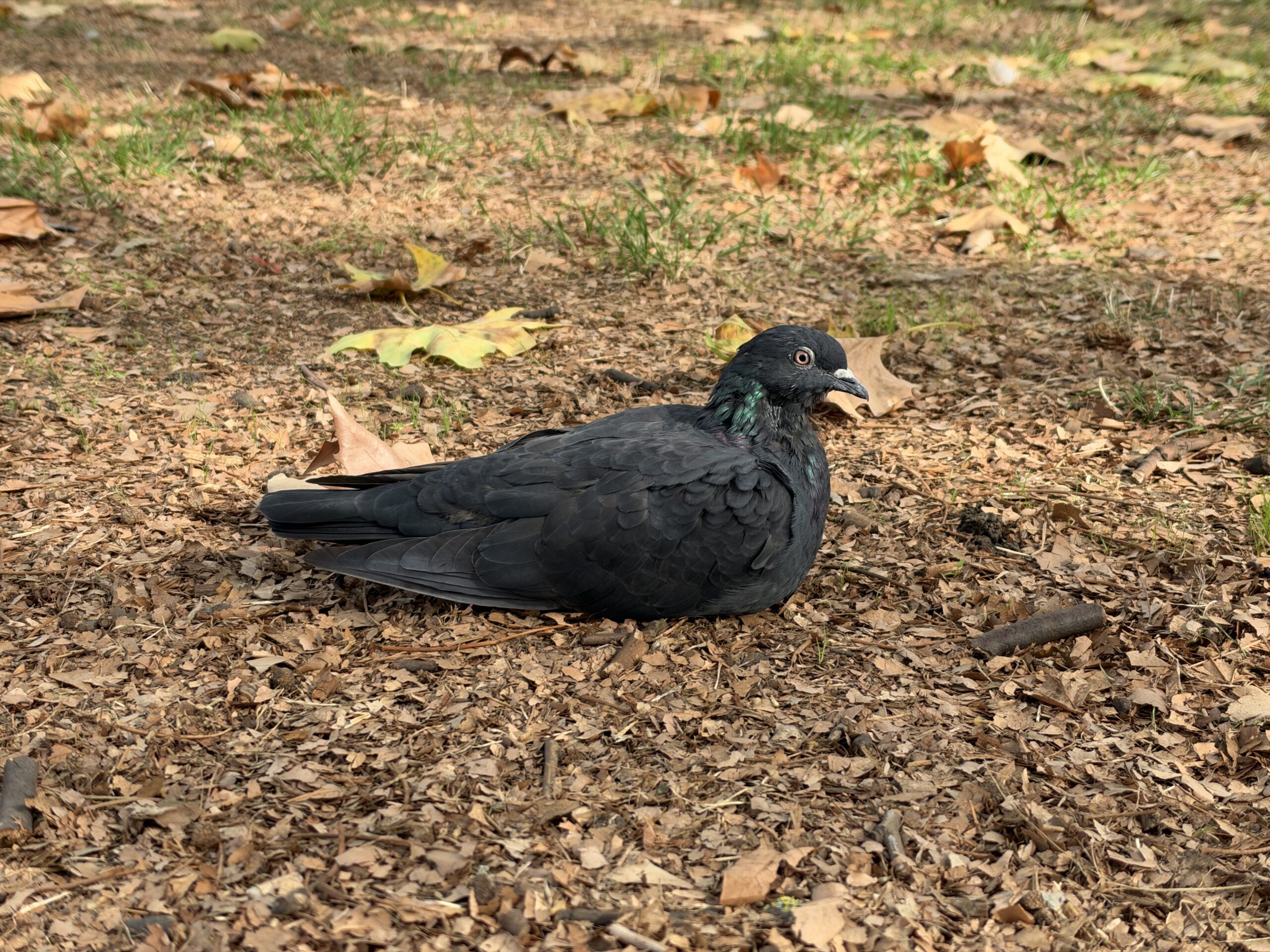 iPhone 18 Pro variable aperture sample pigeon f1.48