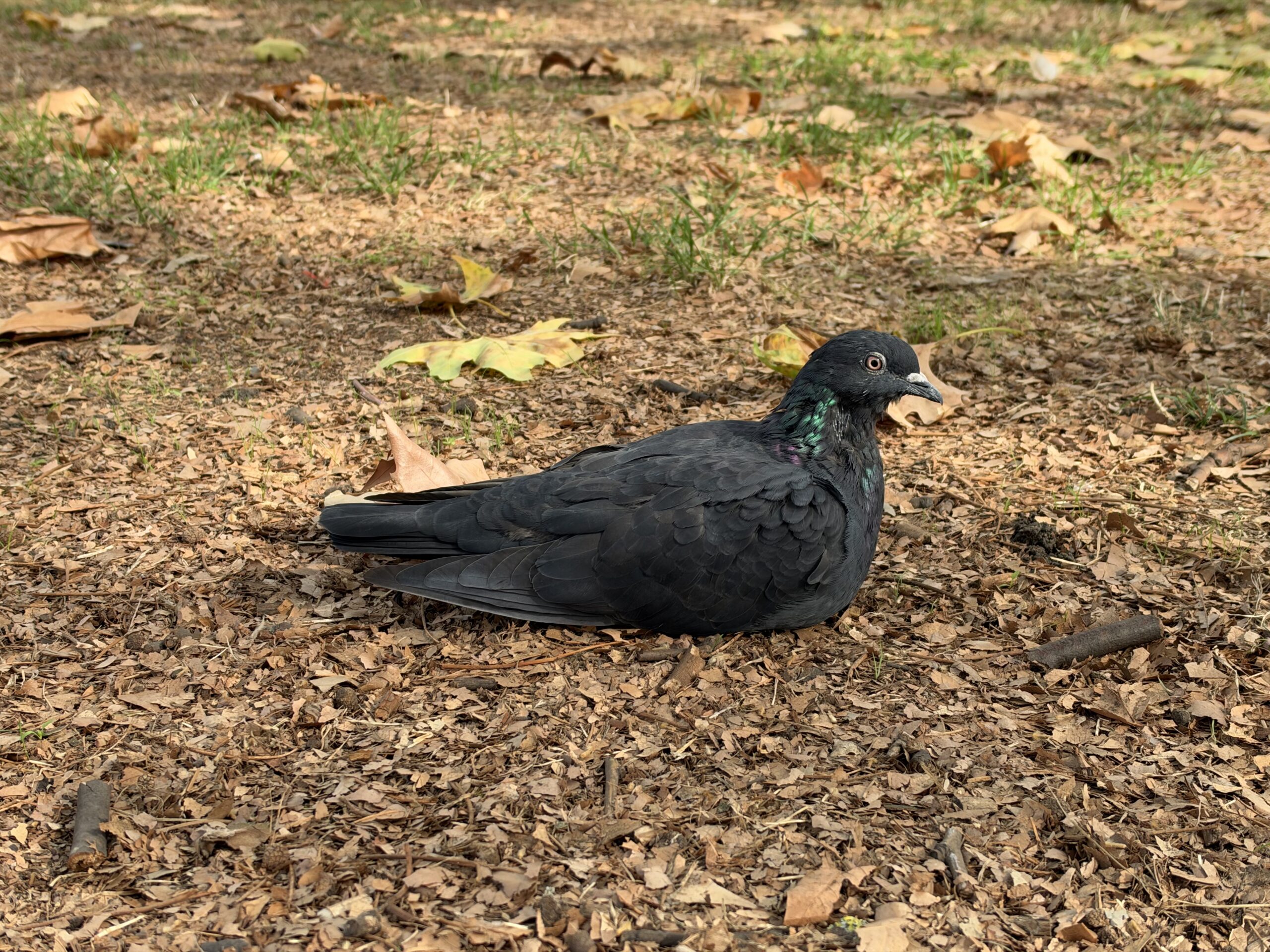 iPhone 18 Pro variable aperture sample pigeon f1.8
