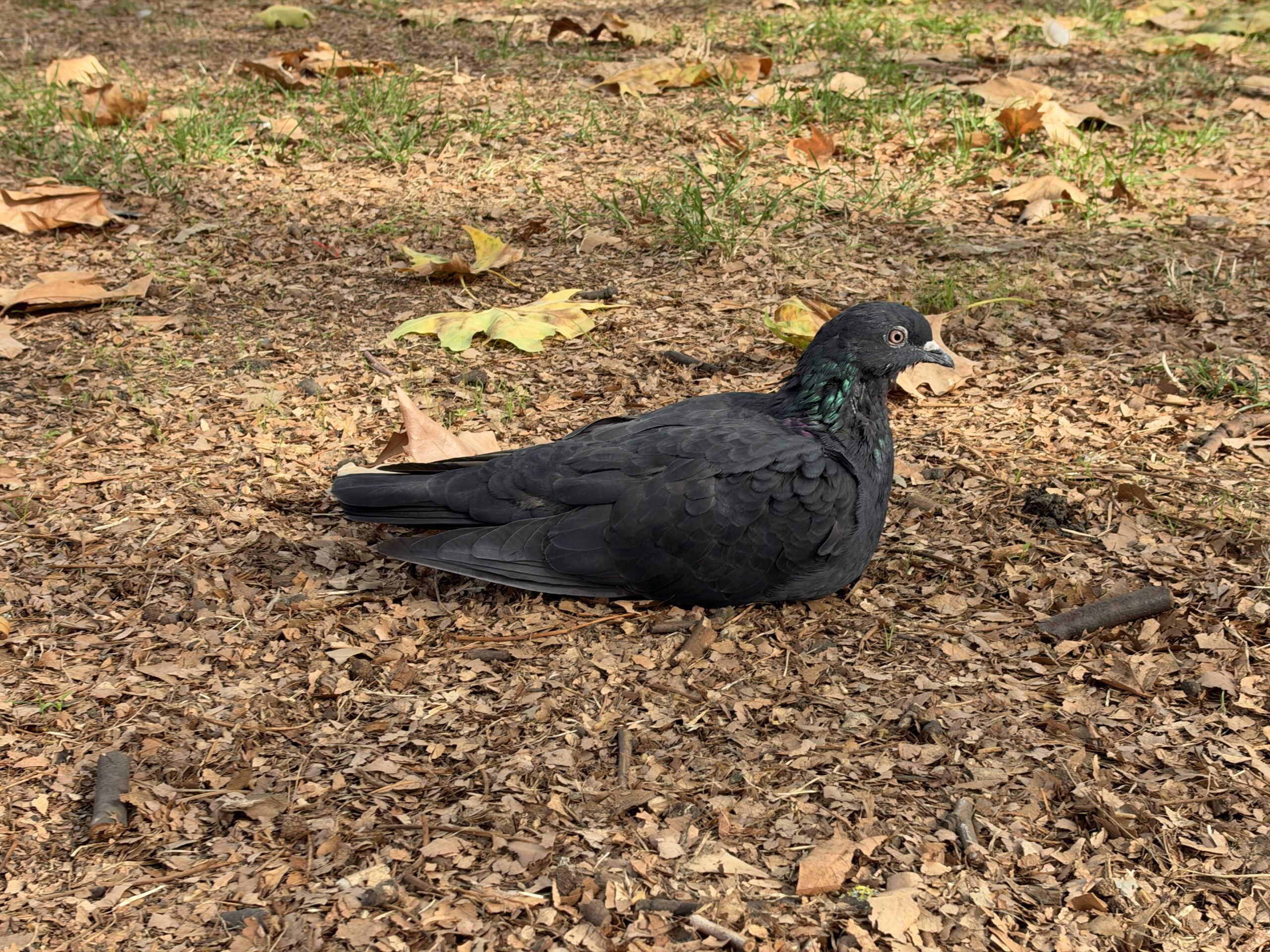 iPhone 18 Pro variable aperture sample pigeon f2.8