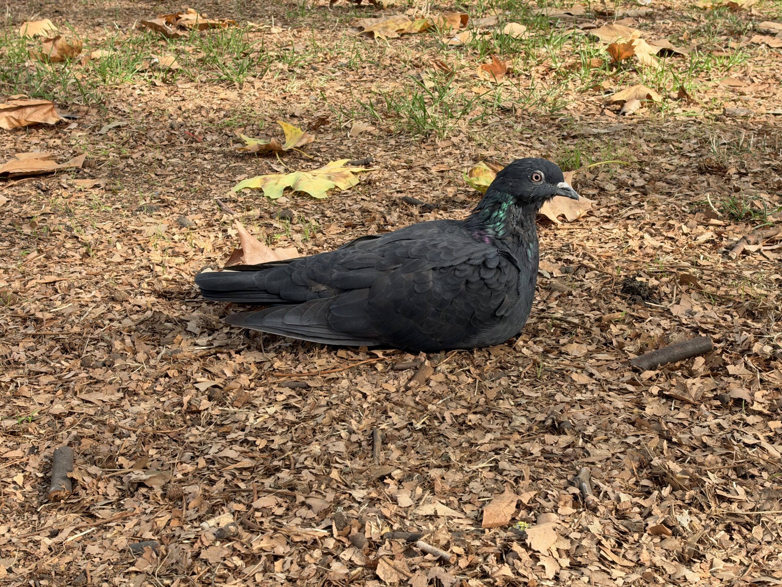 iPhone 18 Pro variable aperture sample pigeon f4