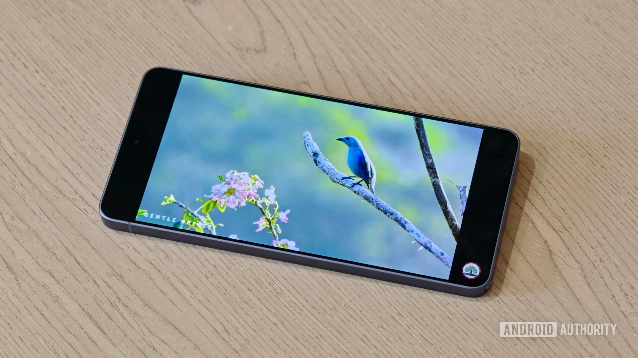 A smartphone resting on a wooden table playing a vibrant nature video on YouTube