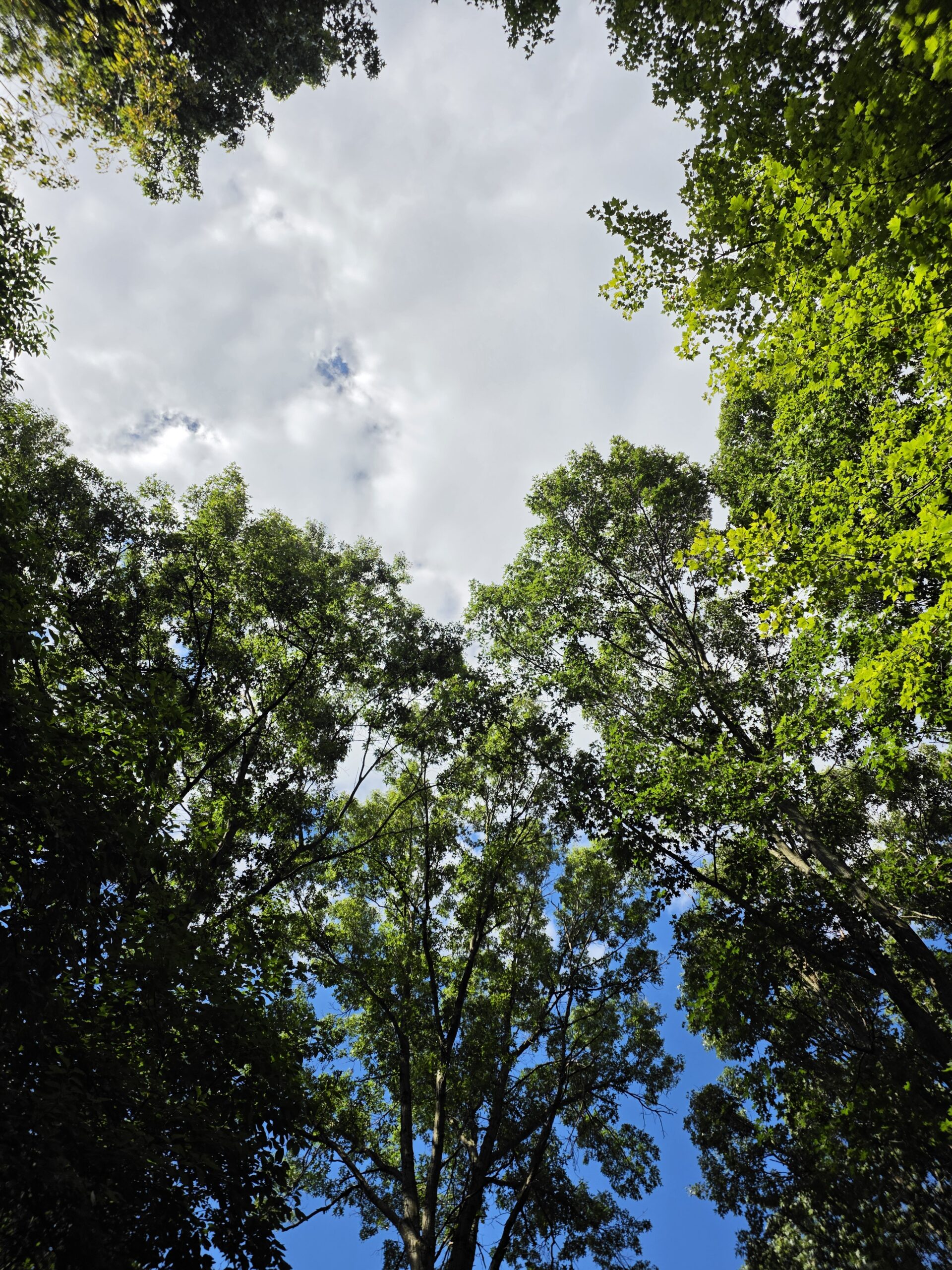 Photo of the sky and trees, taken with the Galaxy Z Fold 8 Ultra.