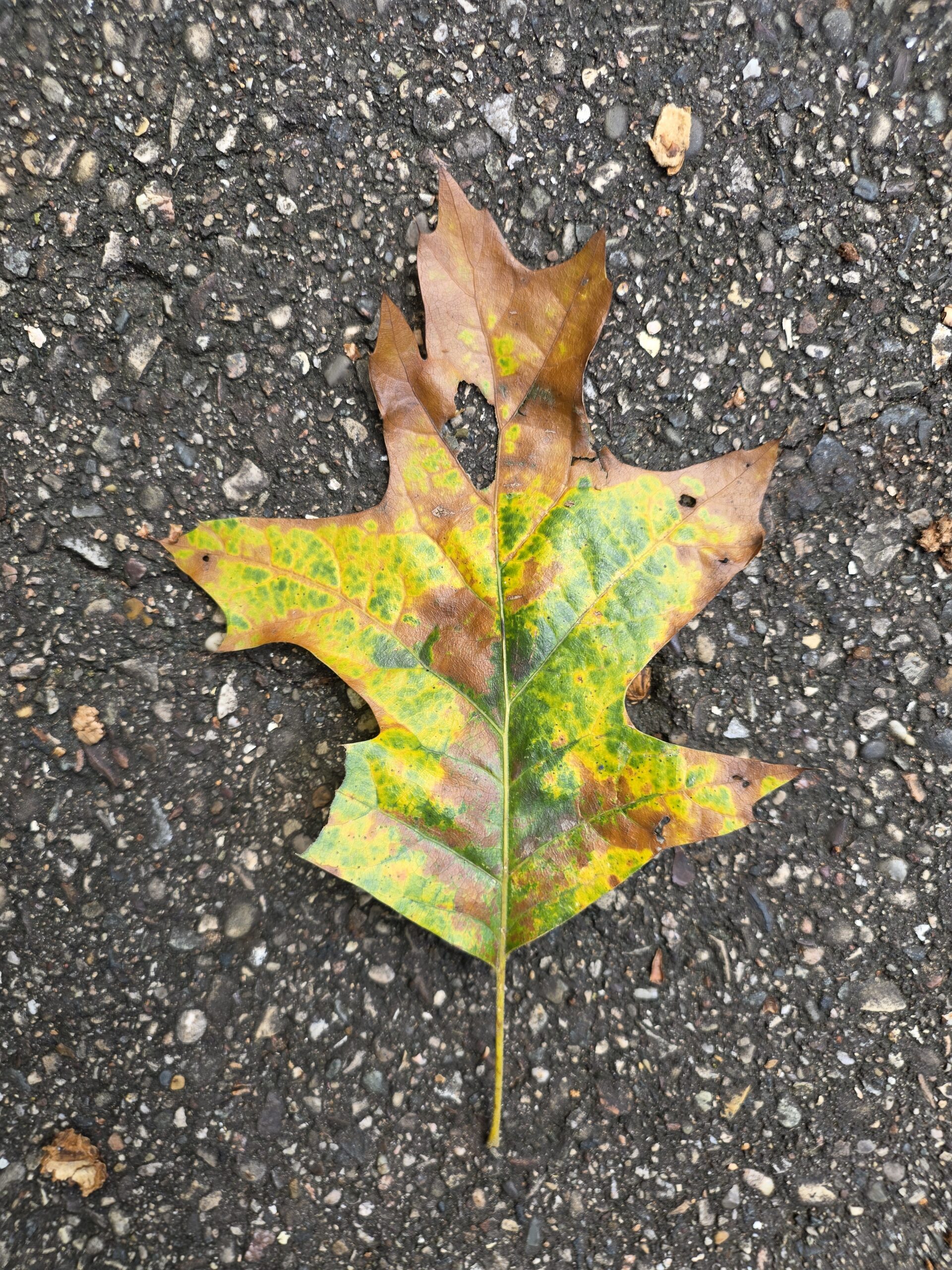Photo of a leaf, taken with the Galaxy Z Fold 8 Ultra.