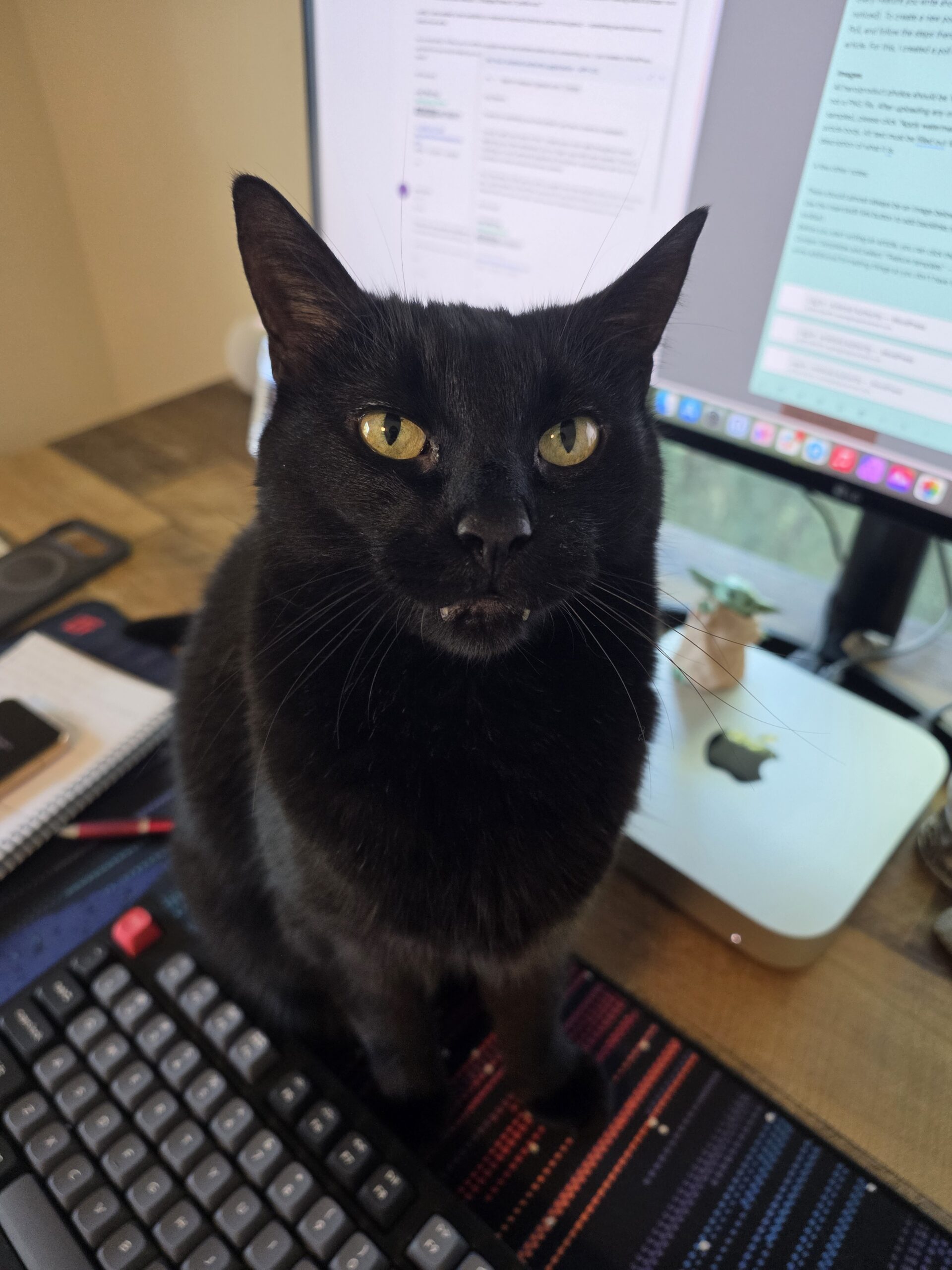 Photo of a black at on a desk, taken with the Galaxy Z Fold 8 Ultra.