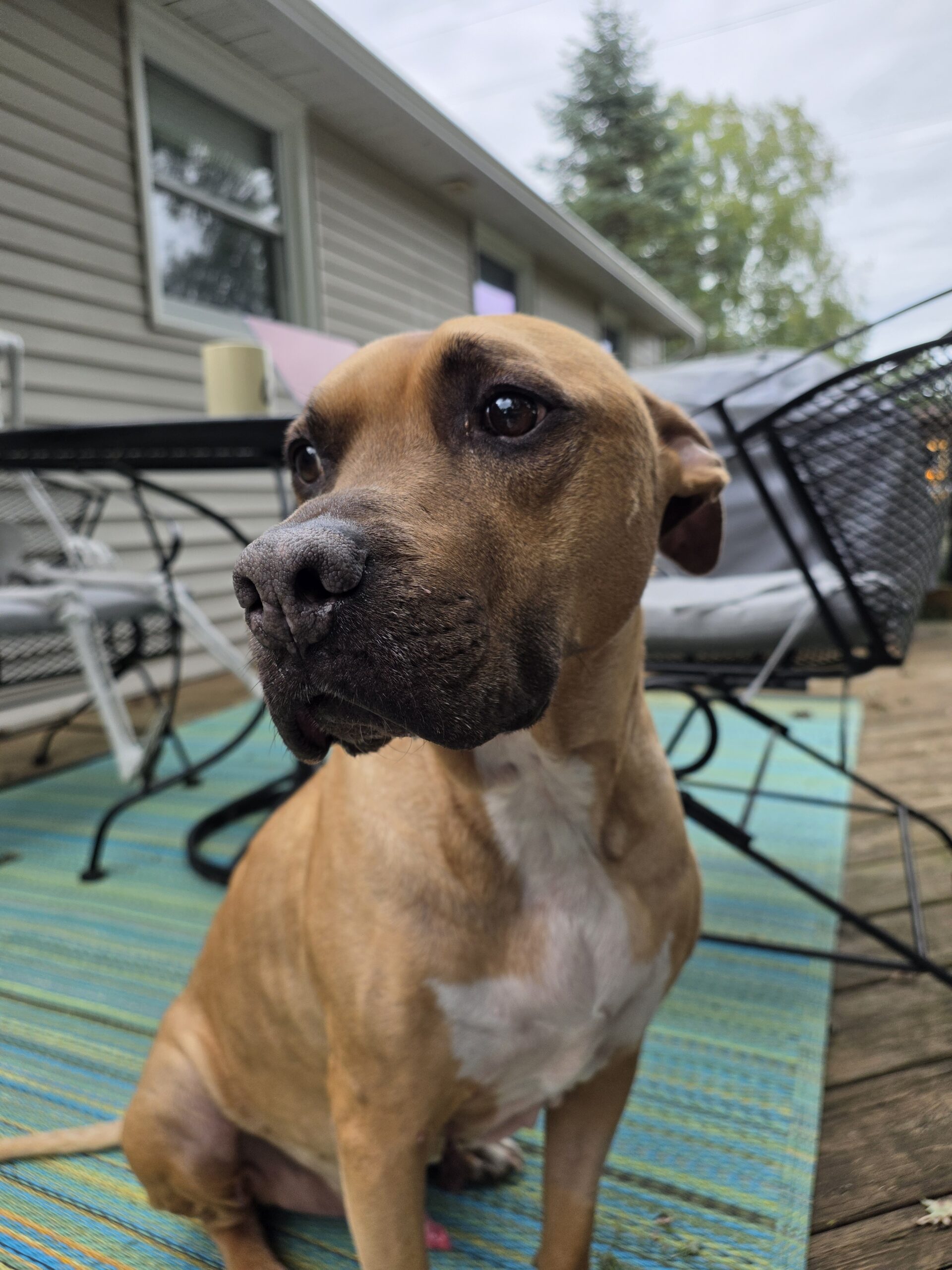 Photo of a dog sitting outside, taken with the Galaxy Z Fold 8 Ultra.