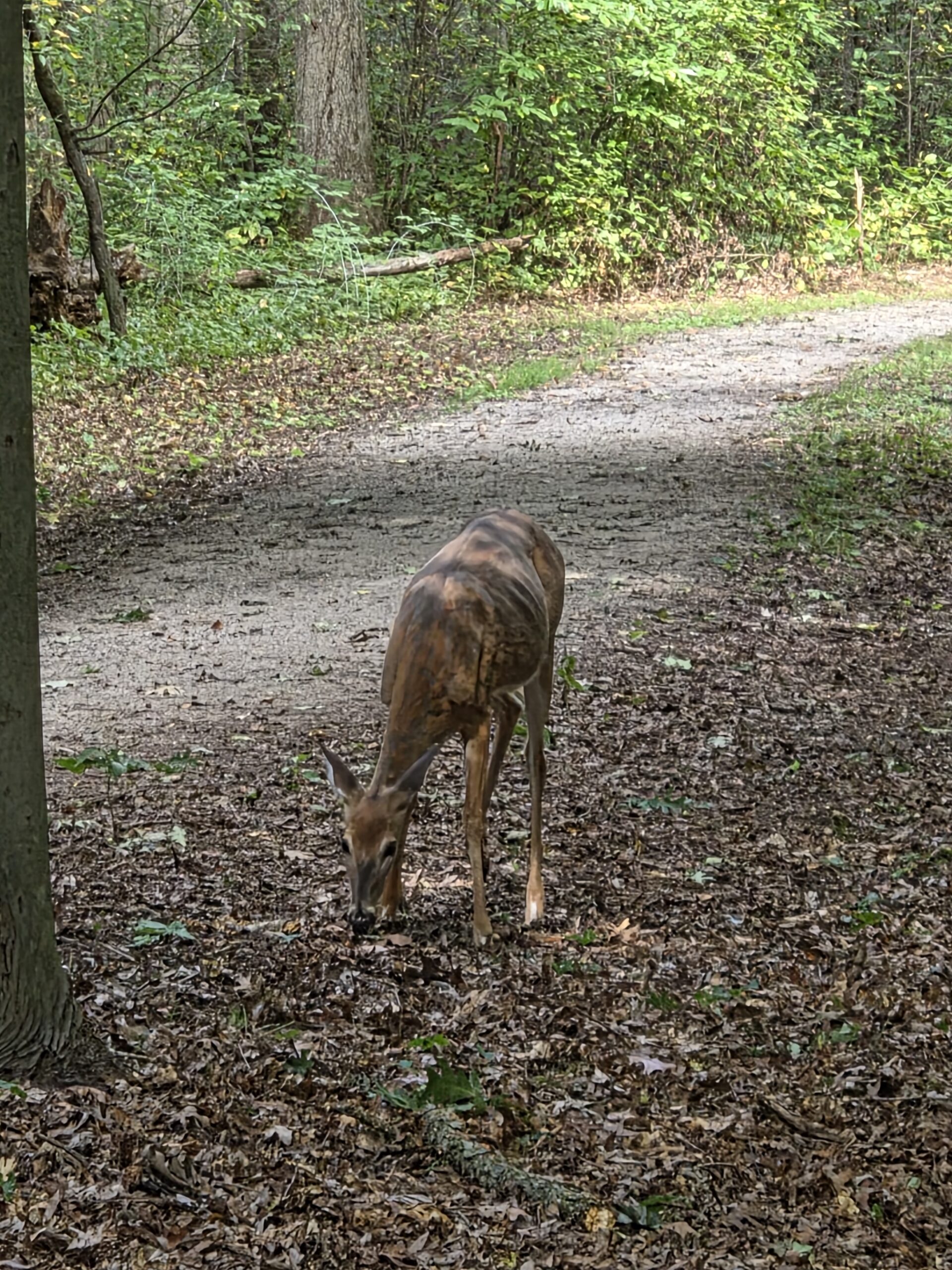 Photo of a deer, taken with the Galaxy Z Fold 8 Ultra.