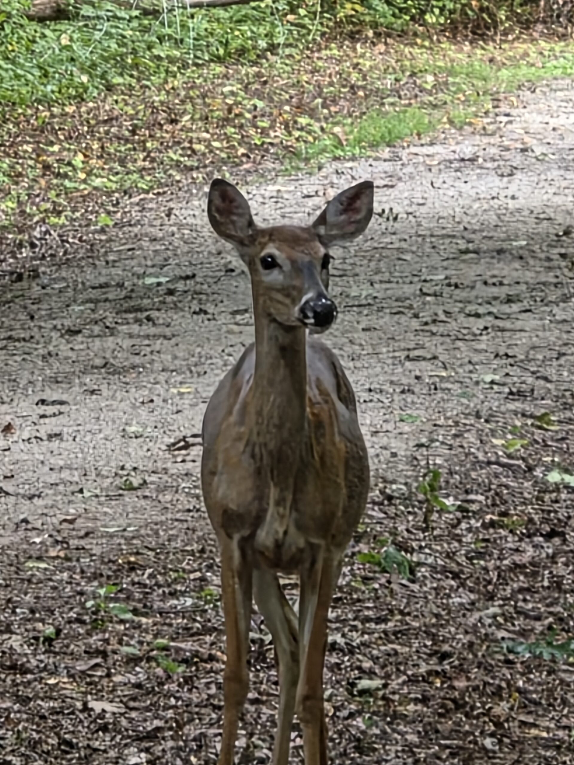Photo of a deer, taken with the Galaxy Z Fold 8 Ultra.