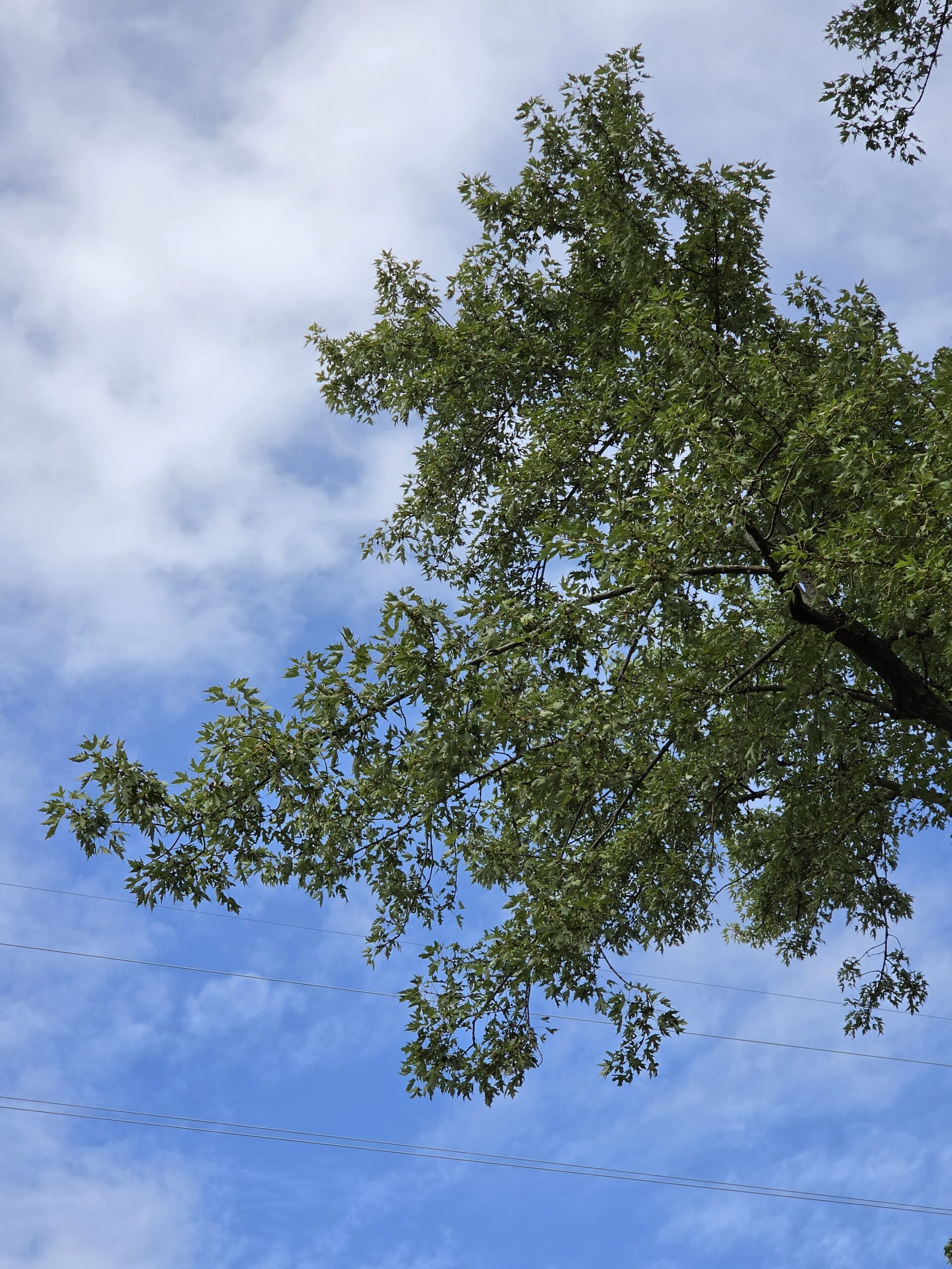 Photo of trees, taken with the Galaxy Z Fold 8 Ultra.