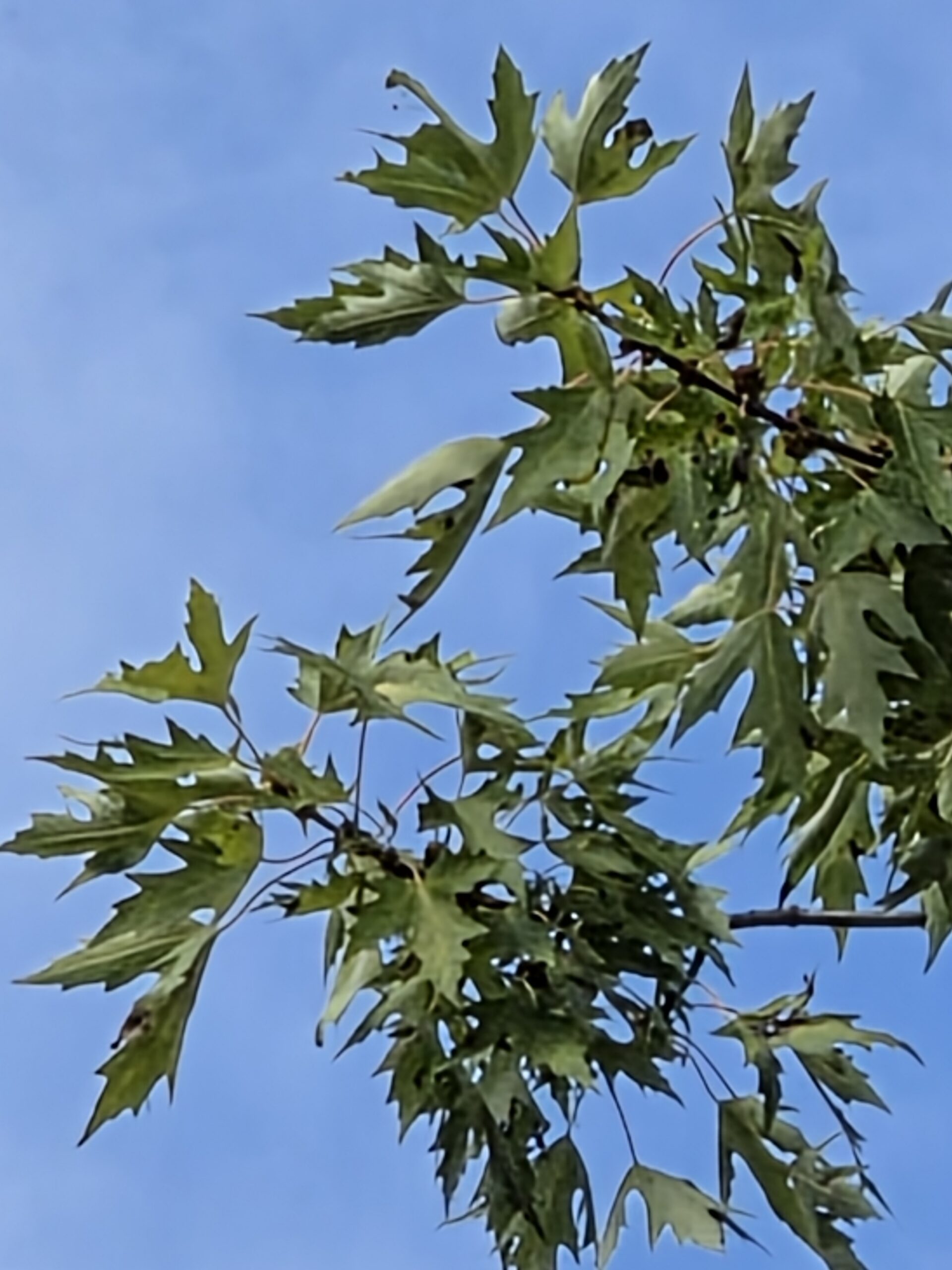 Photo of trees, taken with the Galaxy Z Fold 8 Ultra.