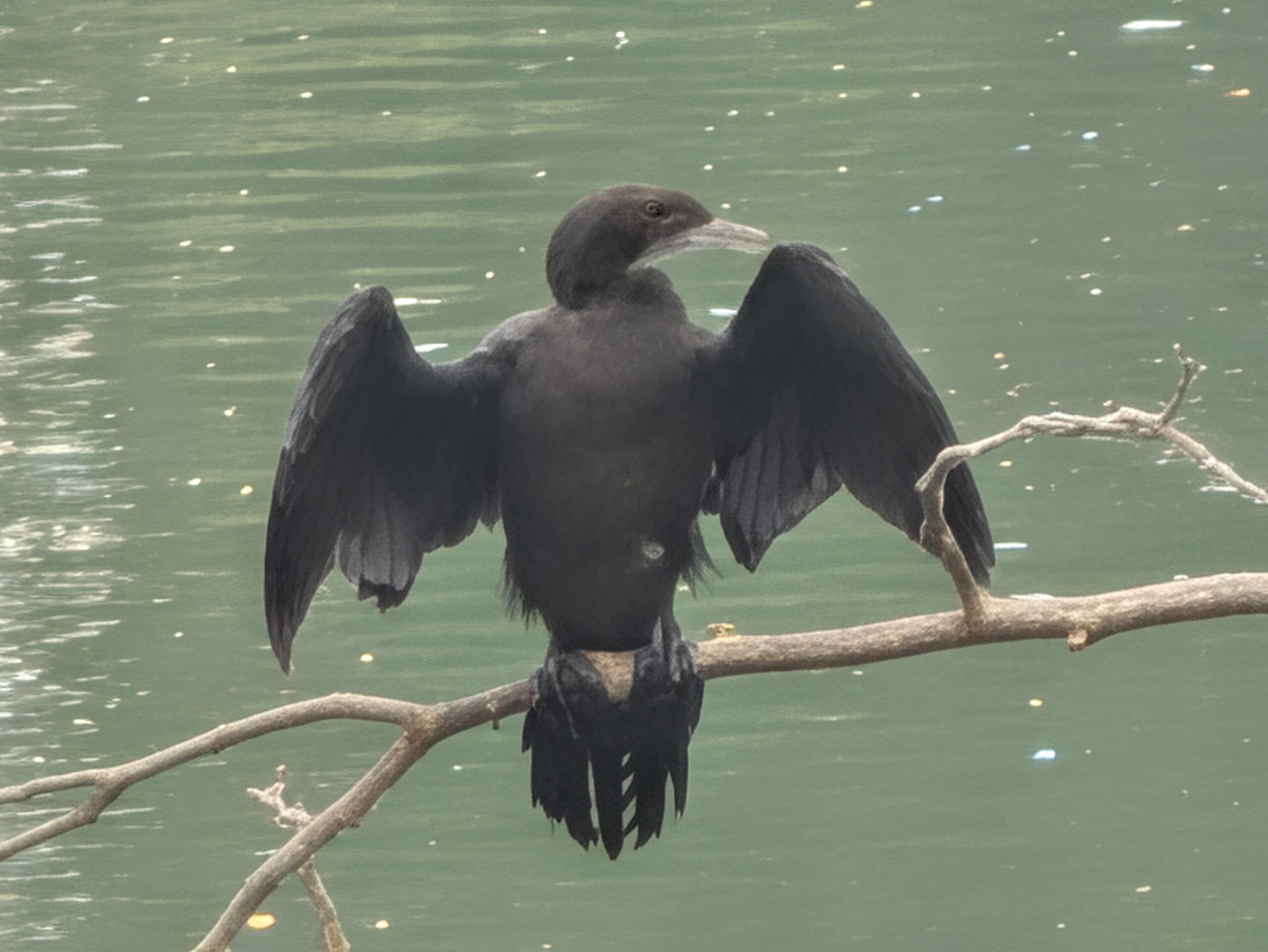 Black Bird 120x AI zoom