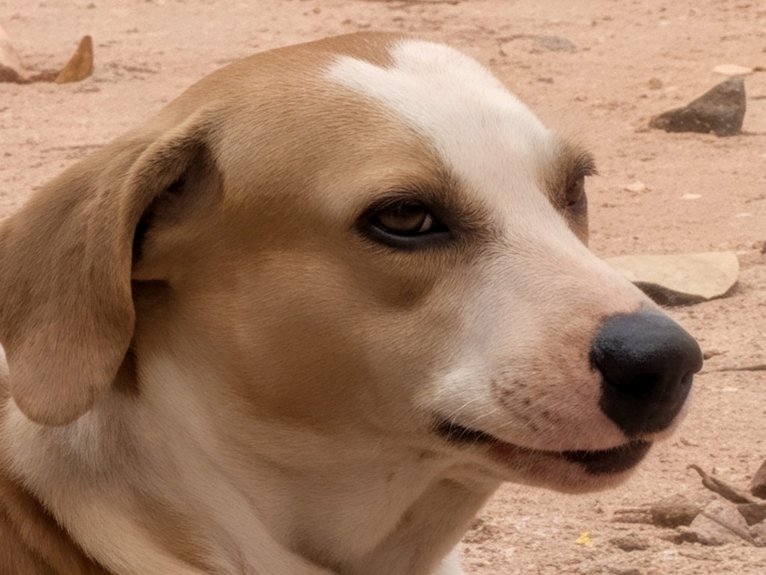Dog in a park 120x
