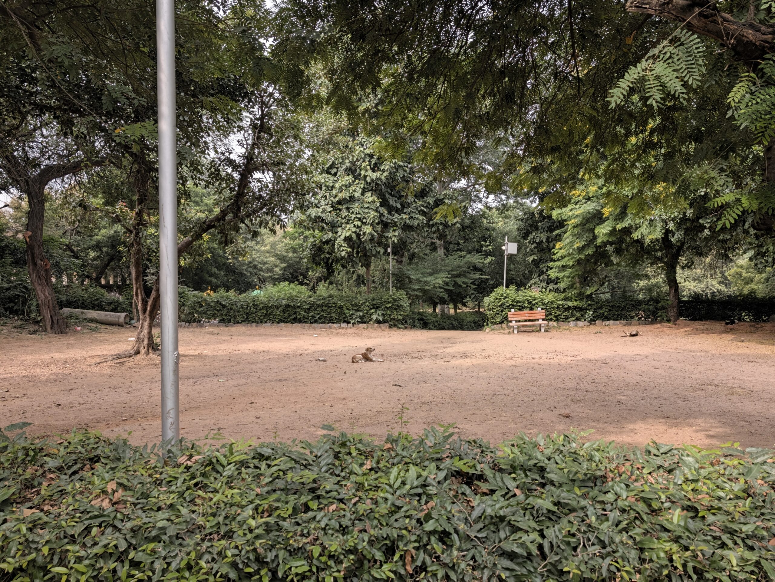 Dog in a park 1x