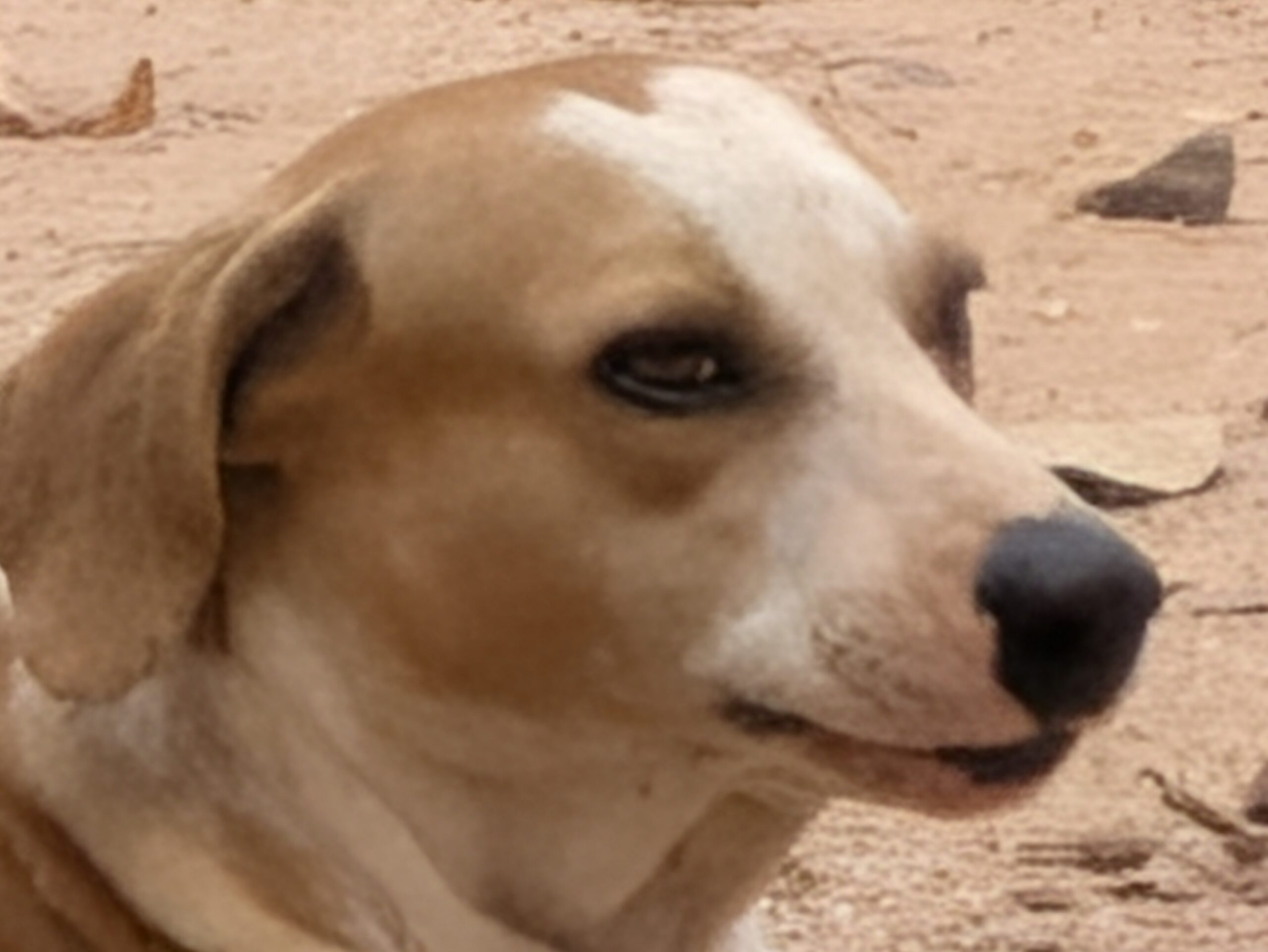 Dog non generative zoom