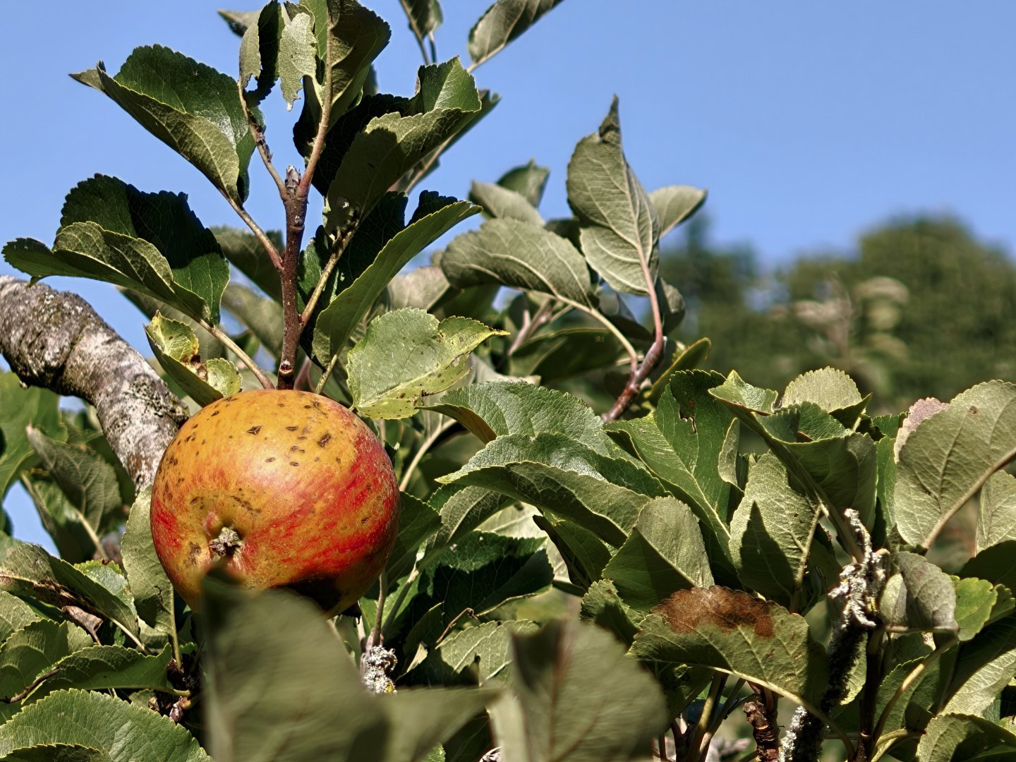 OPPO Find X10 Pro 6x zoom apple color