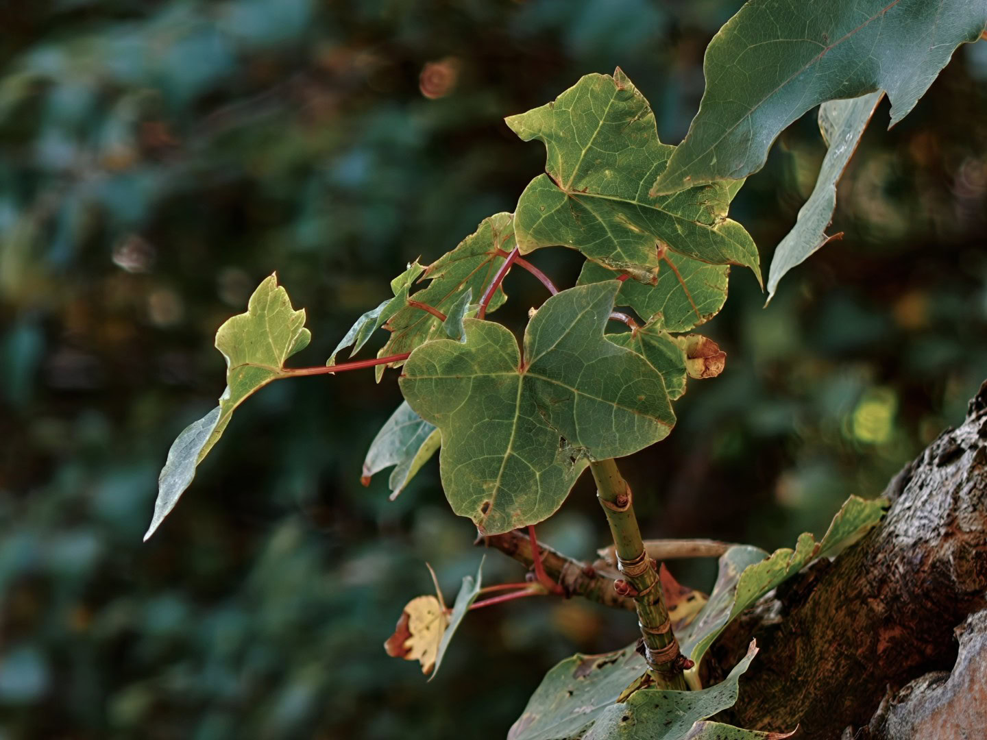 Oppo Find X10 Pro Max camera tree leaf 10x clear profile