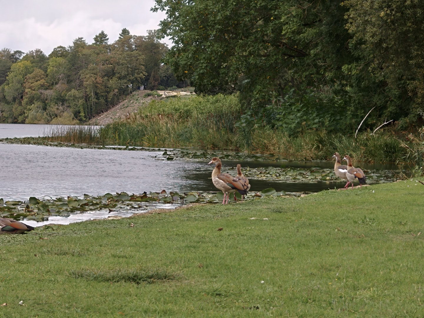 Oppo Find X10 Pro Max lake ducks 6x zoom