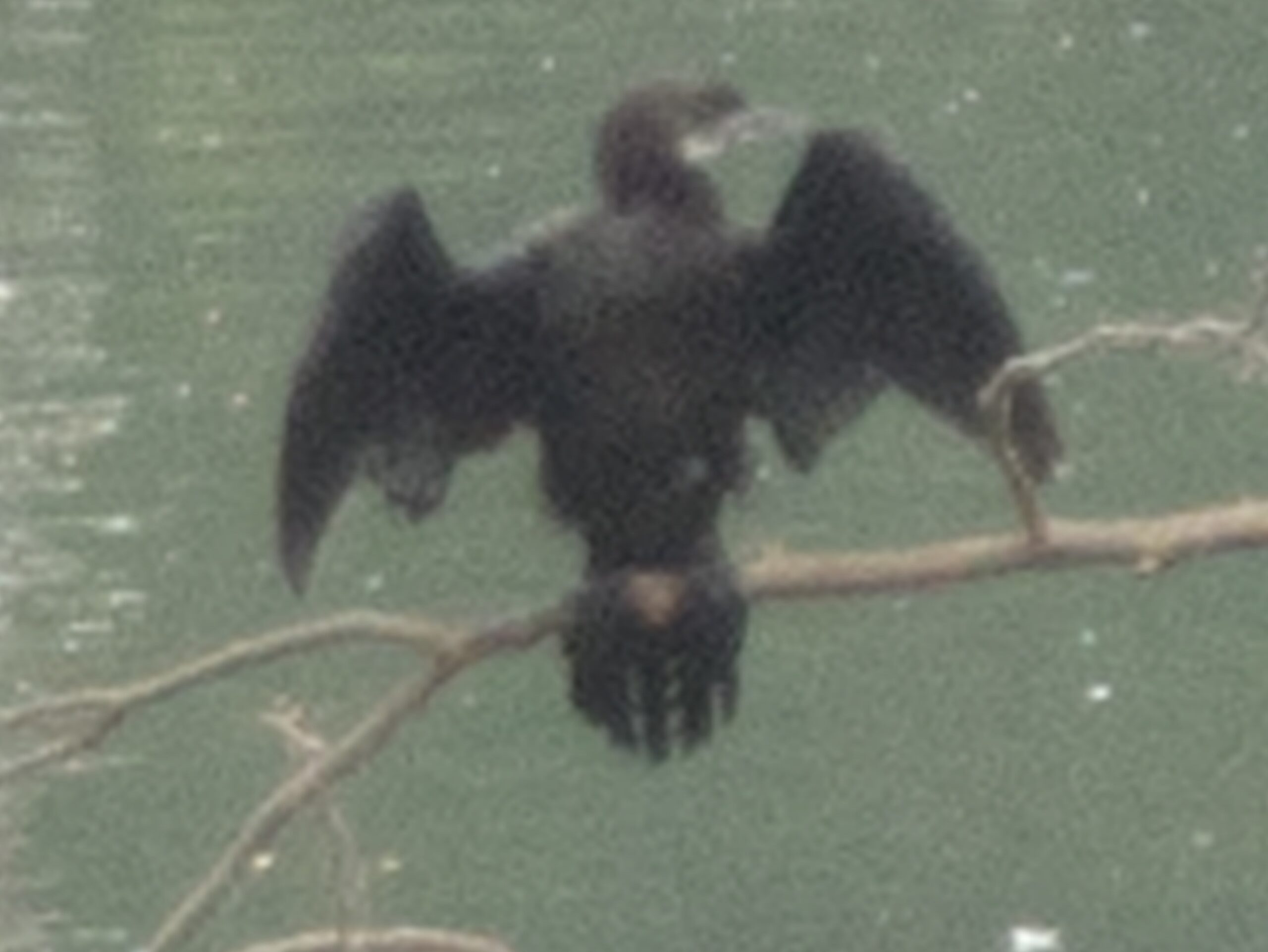 black bird no AI